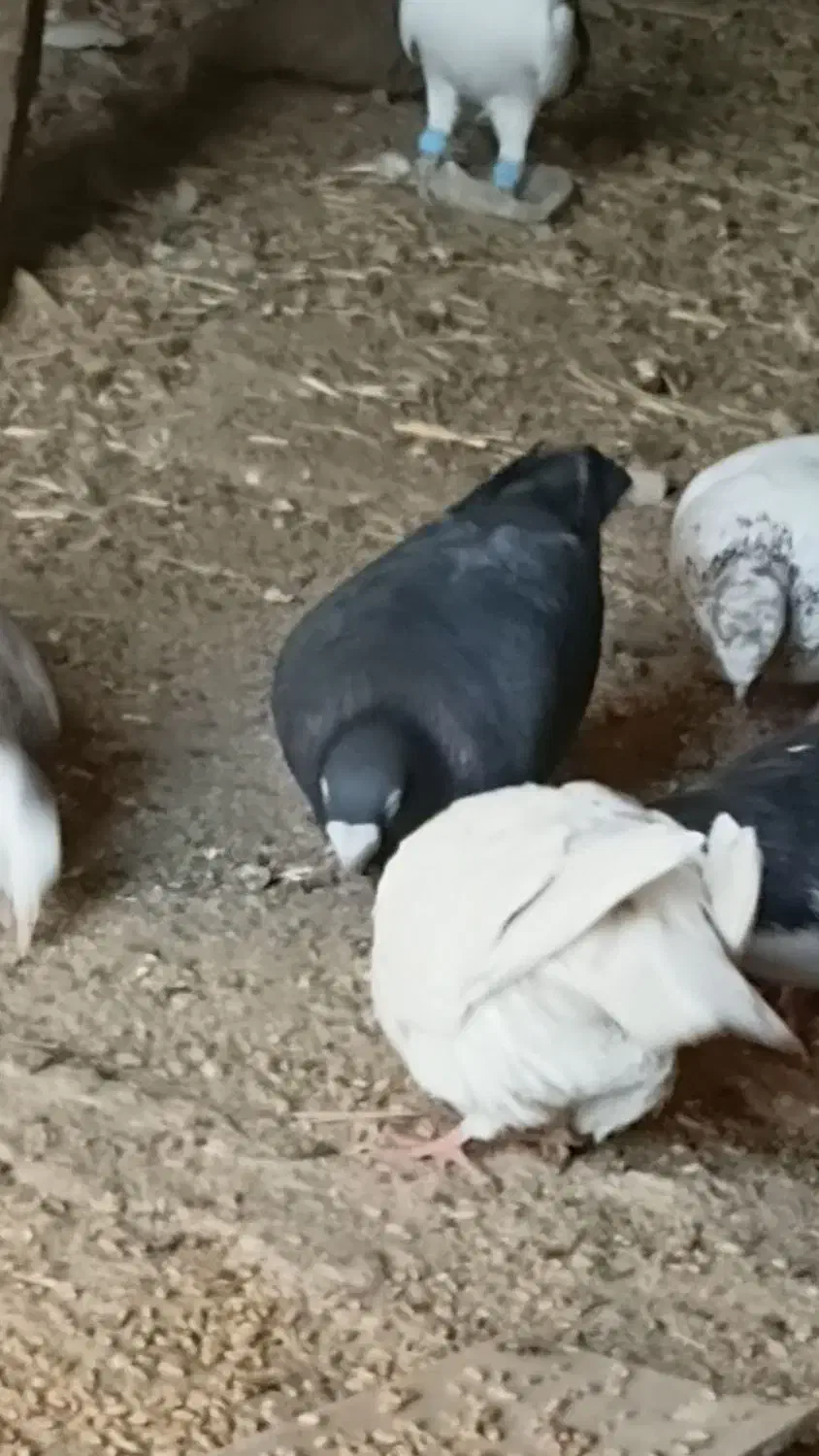 ۳۰تا کفتر|پرنده|لوشان, |دیوار