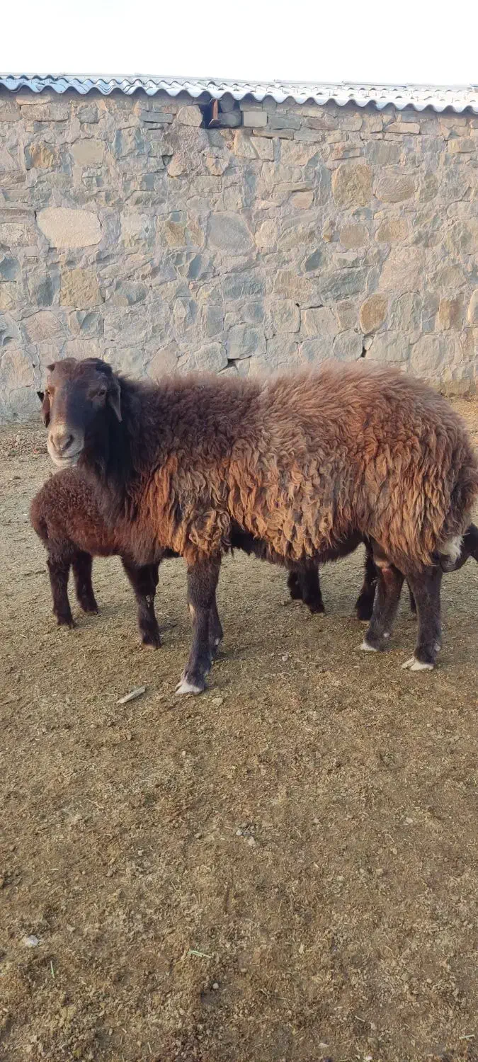 قوچ همو|حیوانات مزرعه|مشهد, احمدآباد|دیوار