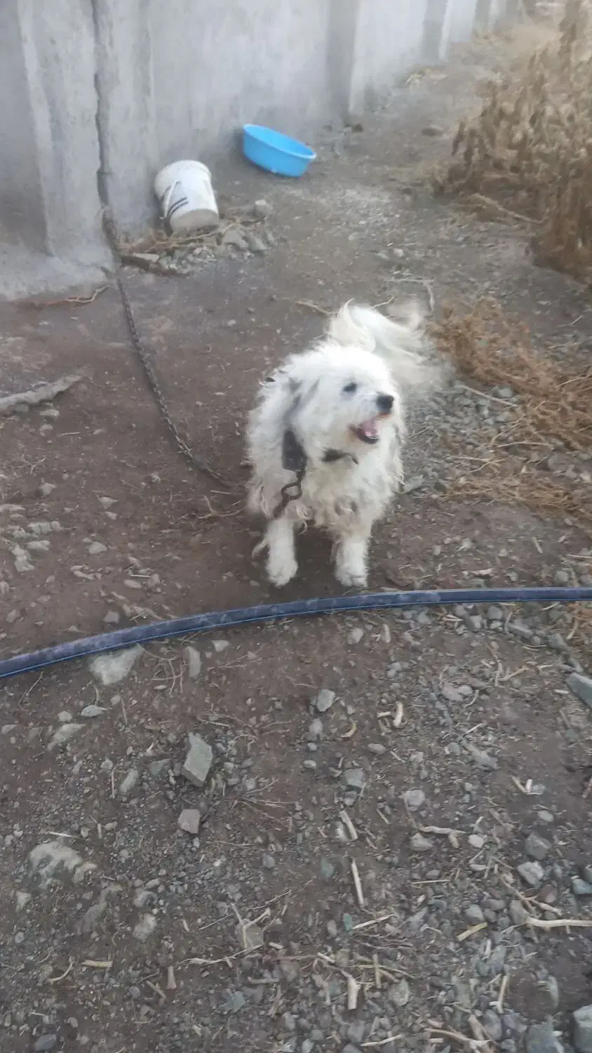 پاکوتاه ماده برای  نگهبانی خیلی عالی|سگ|زنجان, |دیوار