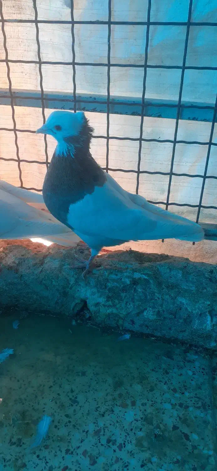 طوقی کرمونشاهی|پرنده|قم, ولیعصر|دیوار