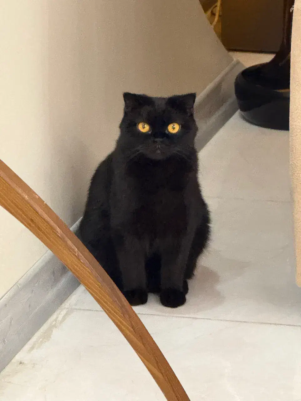 اسکاتیش با شناسنامه واکسیناسون شده|گربه|فردیس, قریشی|دیوار