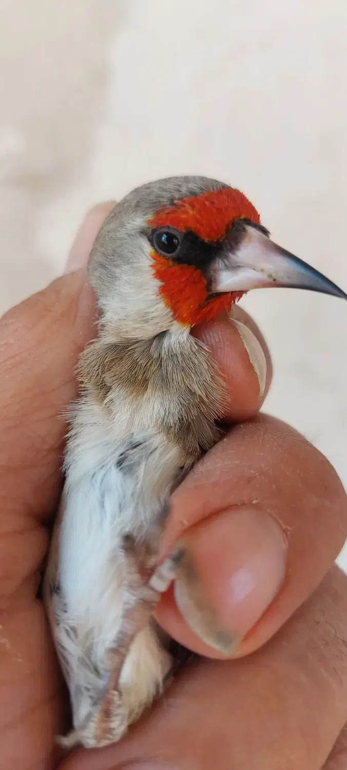 سقا قناری سهره|پرنده|کرمان, |دیوار