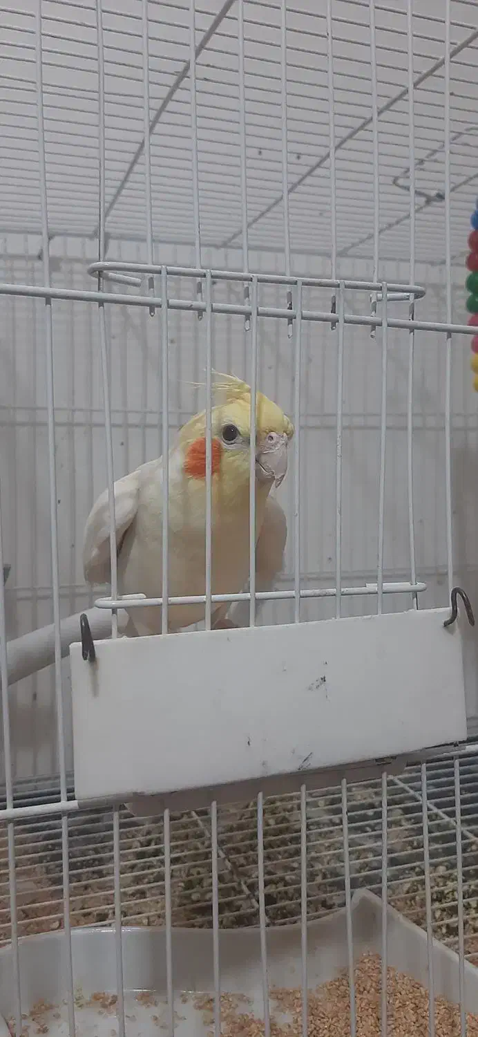 دوجفت عروس هلندی سالم وسلامت کاملاسرحال صحبت میکنن|پرنده|چناران, |دیوار