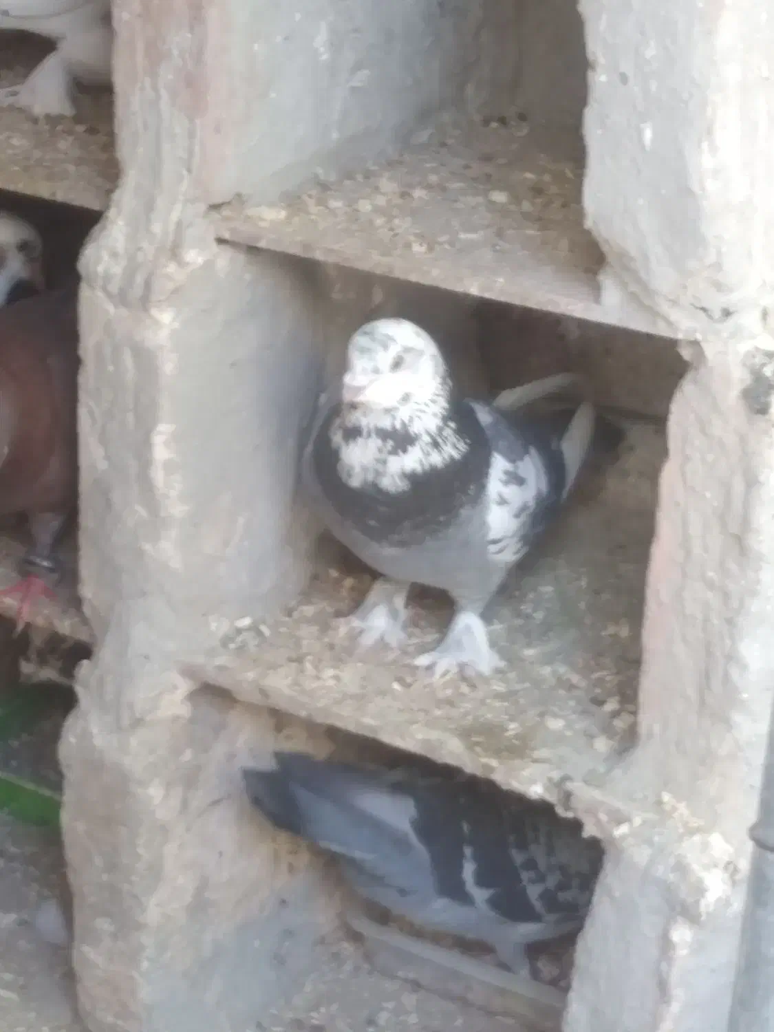 کفتر|پرنده|یزد, |دیوار