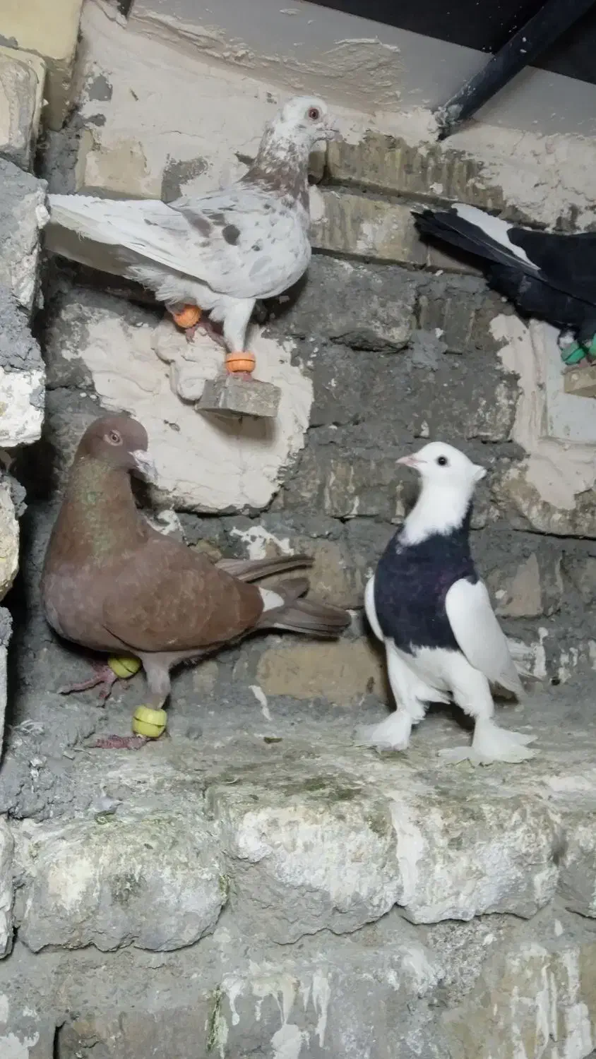 کفتر بوم هوایی|پرنده|طرقبه, |دیوار