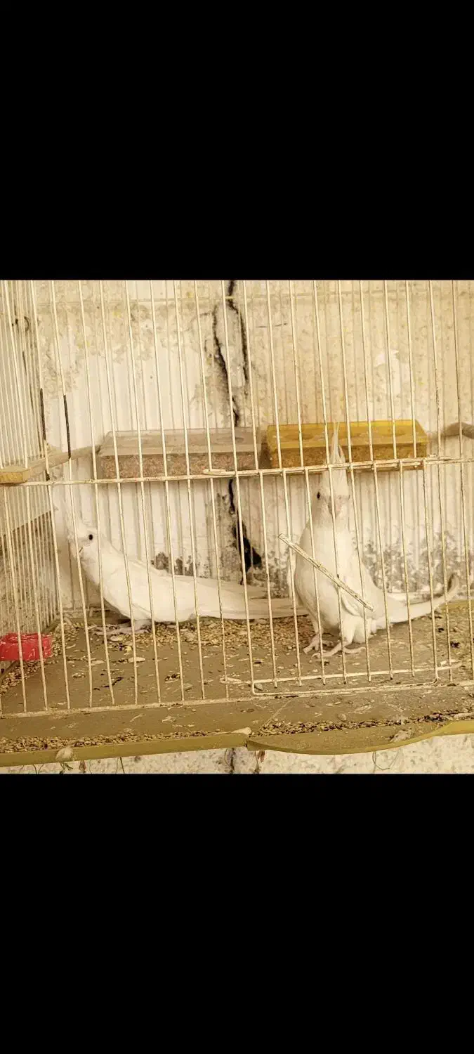 جفت عروس هلندی آلبینو مولد|پرنده|بندر ماهشهر, |دیوار