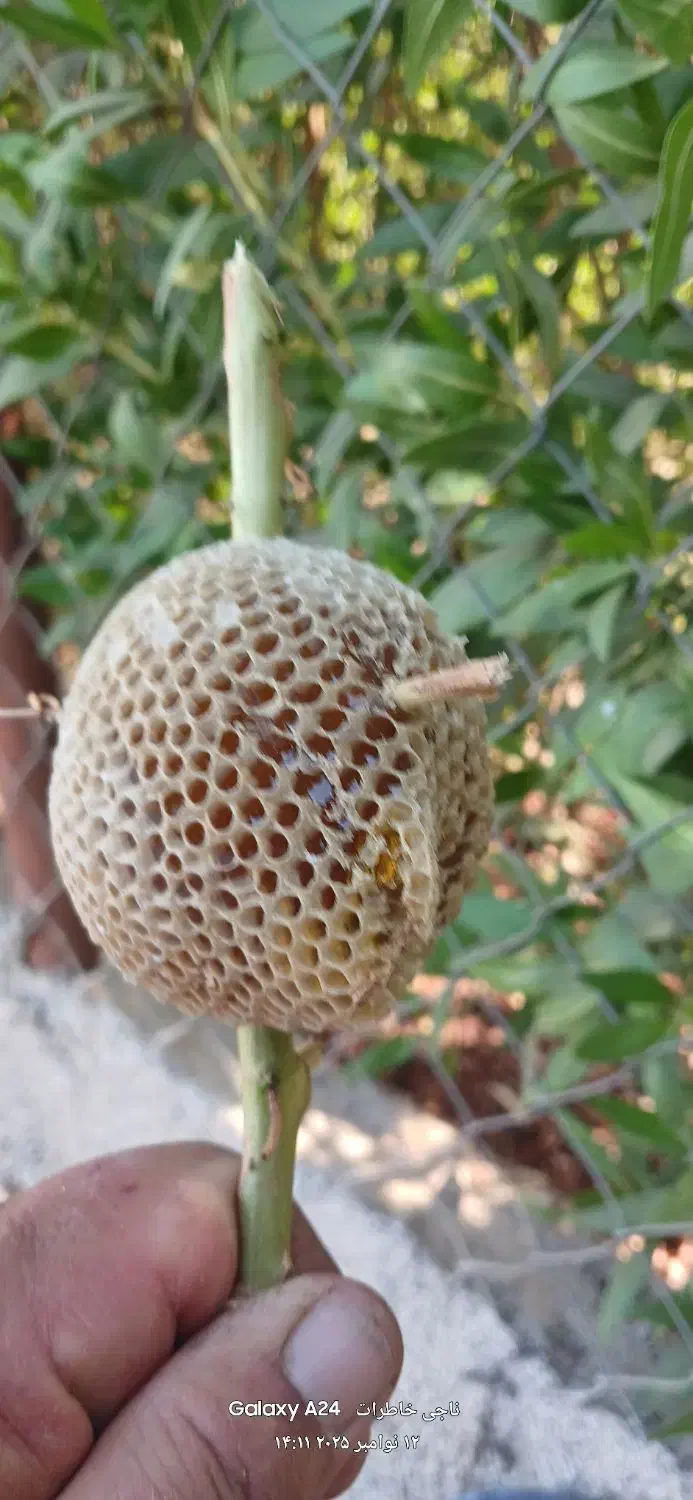 عسل  بهترینهای  گل کنار  و  لگجی|خوردنی و آشامیدنی|اهواز, اسماعیلیه|دیوار