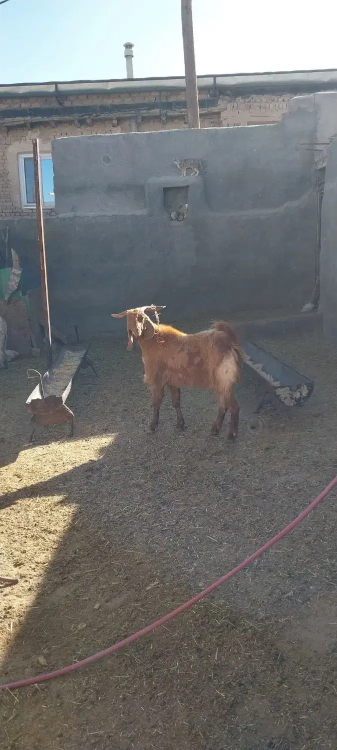 نربز دوبور|حیوانات مزرعه|خرقان, |دیوار