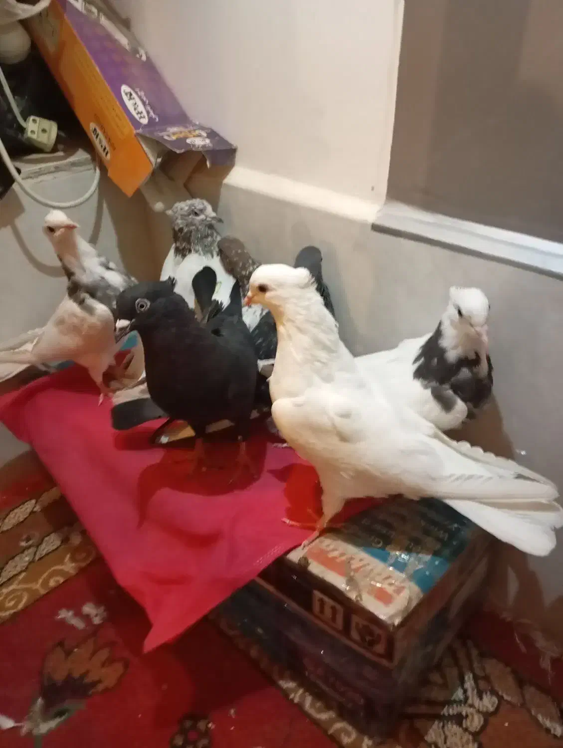 کبوتر رنگ|پرنده|قم, نوبهار|دیوار