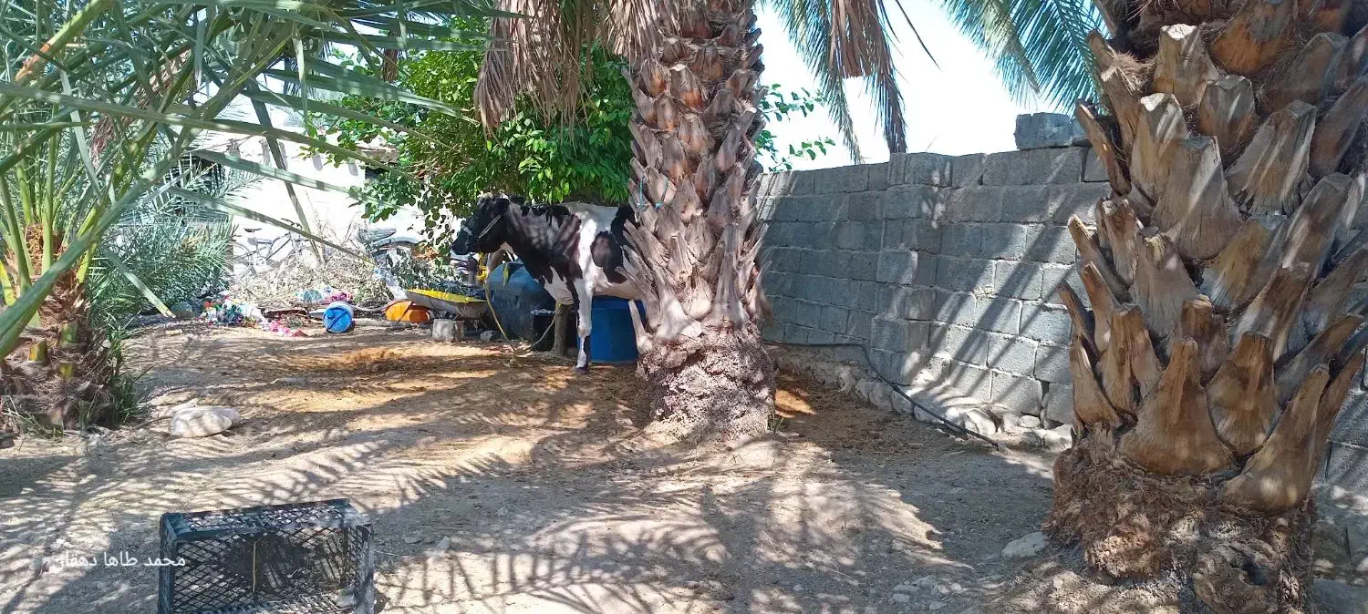 گاو و گوساله|حیوانات مزرعه|اسیر, |دیوار