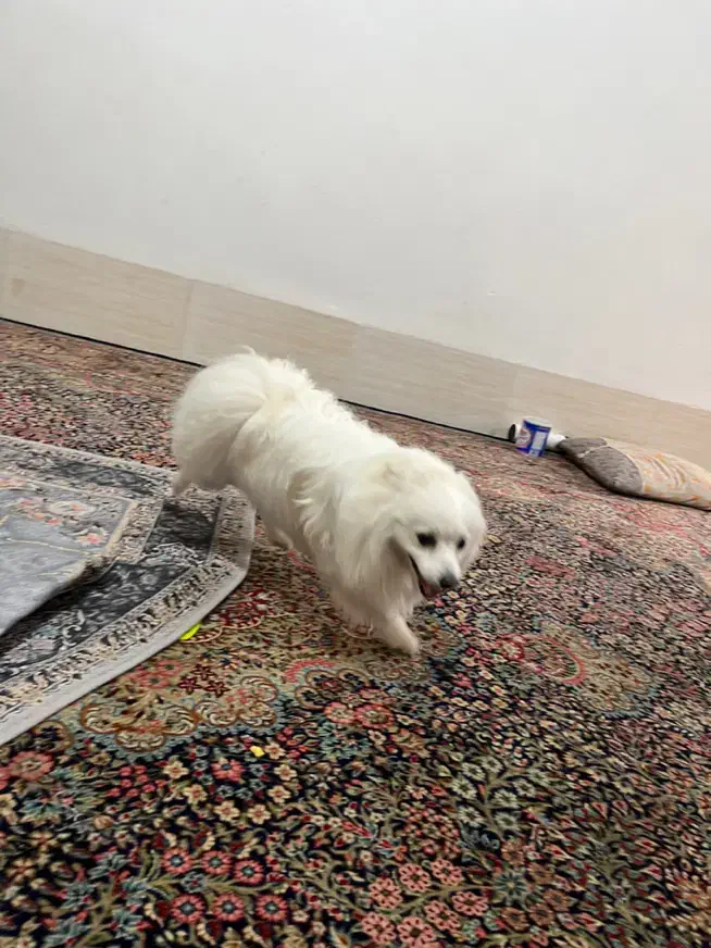 واگذاری|سگ|بندرعباس, |دیوار