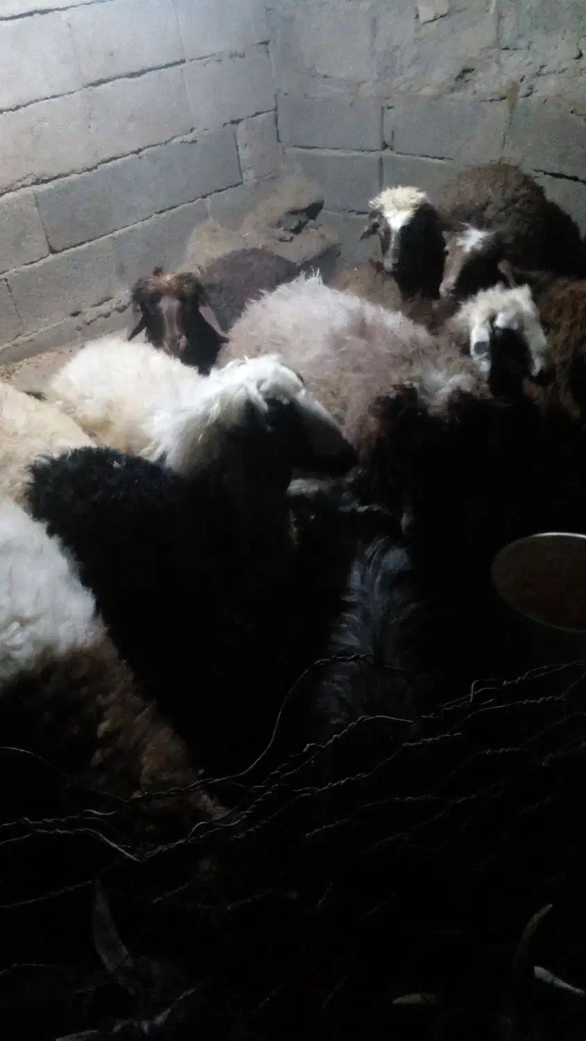 بره|حیوانات مزرعه|ایلام, |دیوار