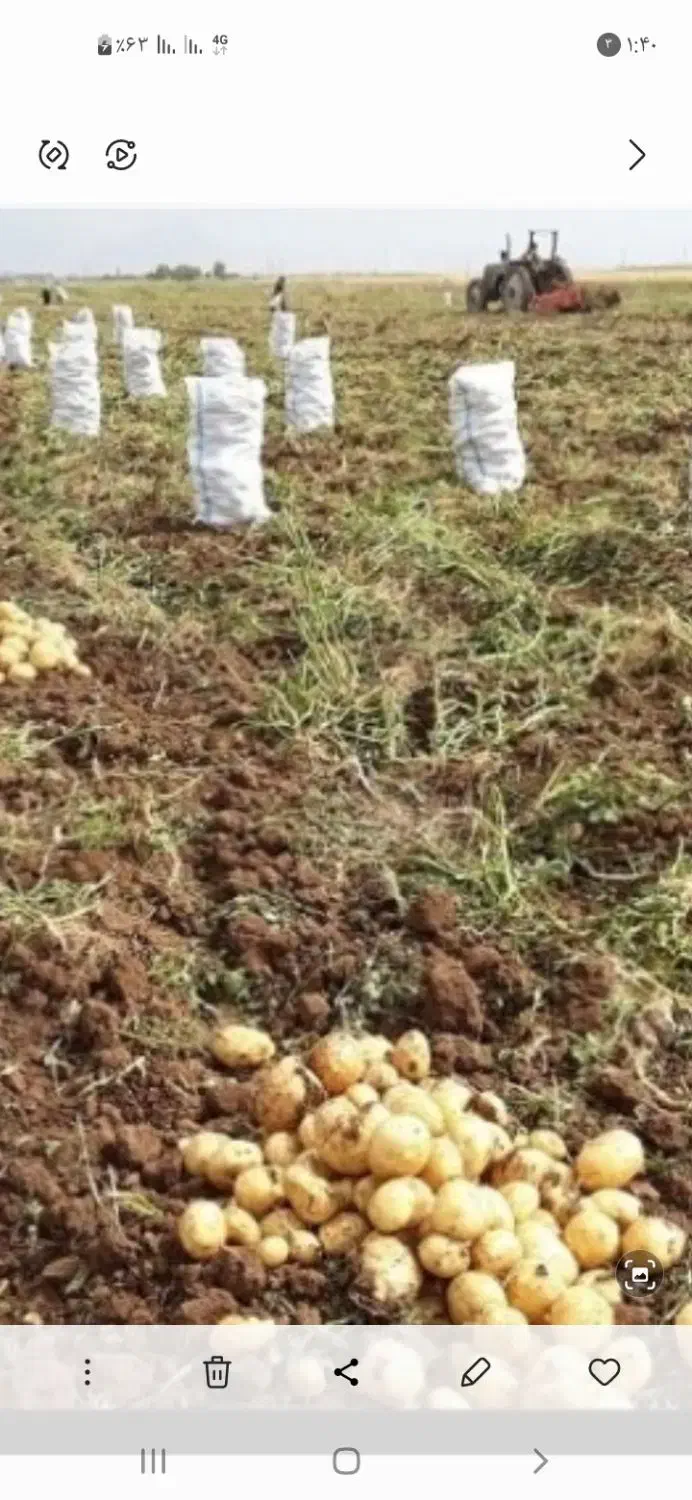 سیب زمینی بذری۲۶ تومان و خوراکی۲۲تومان|عمده‌فروشی|داران, |دیوار