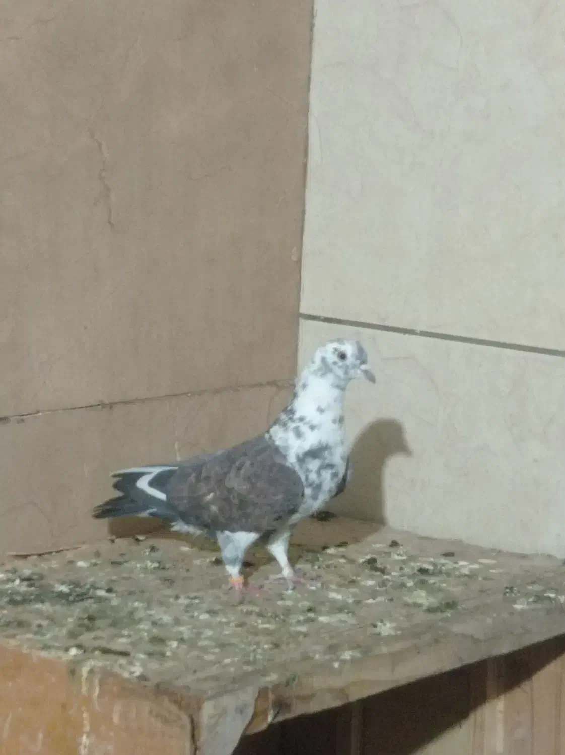 کبوتر ماده|پرنده|تهران, کوی بیمه|دیوار