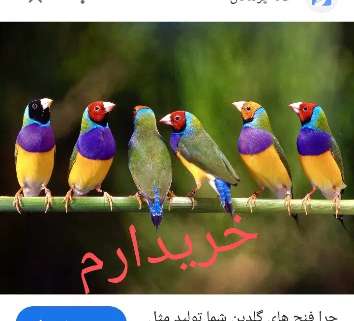 فنچ گلدین|پرنده|زاهدان, |دیوار