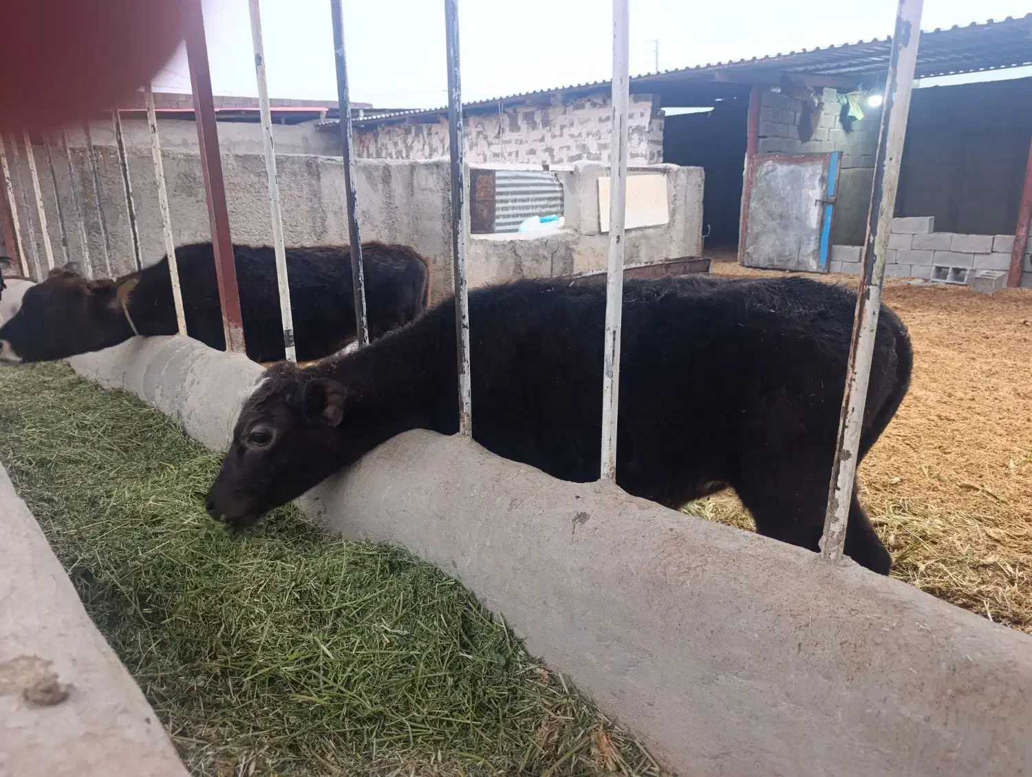 گاووگوساله|حیوانات مزرعه|ملکشاهی, |دیوار