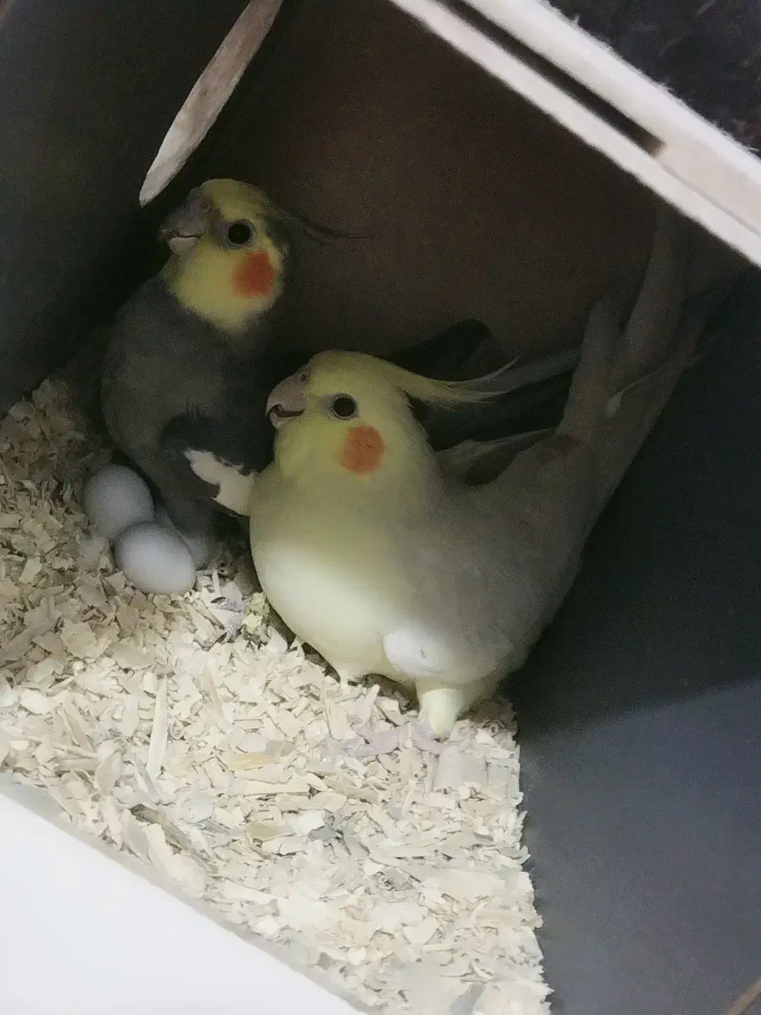 عروس هلندی مولد|پرنده|ورامین, شهرک مدرس|دیوار