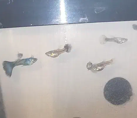 ماهی گوپی بلومسکو|ماهی|مشهد, فدک|دیوار