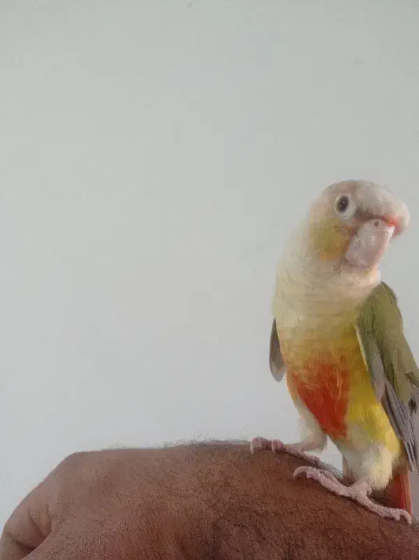 طوطی گرینچگ|پرنده|کرمانشاه, |دیوار