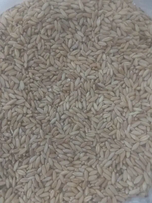 گندم|گل و گیاه طبیعی|نورآباد, |دیوار