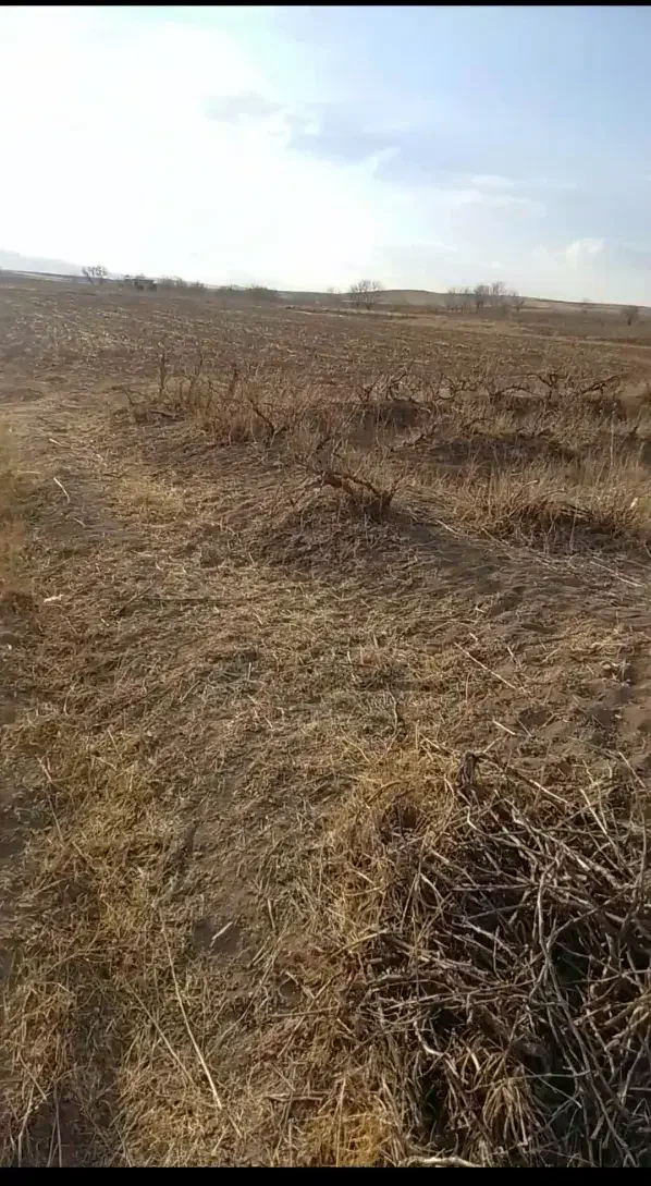 فروش باغ|فروش زمین و ملک کلنگی|صالح آباد, |دیوار