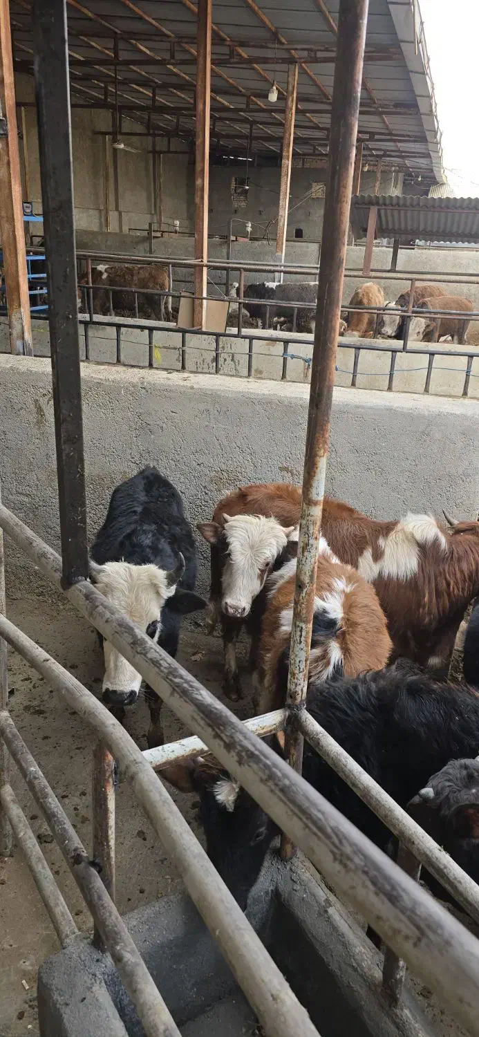 گوساله گیلدورگ در وزن ۱۰۰ و ۱۵۰ کیلو|حیوانات مزرعه|پیشوا, |دیوار