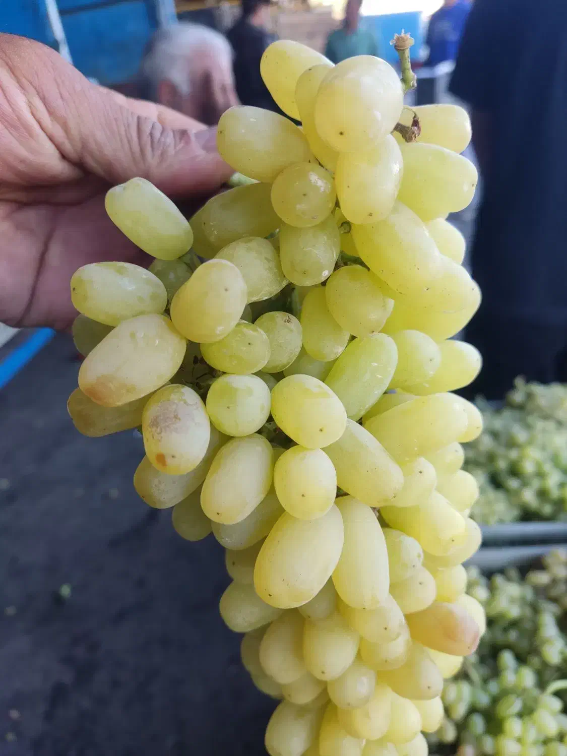 نهال انگور غوره|خدمات باغبانی و درختکاری|بروجرد, |دیوار