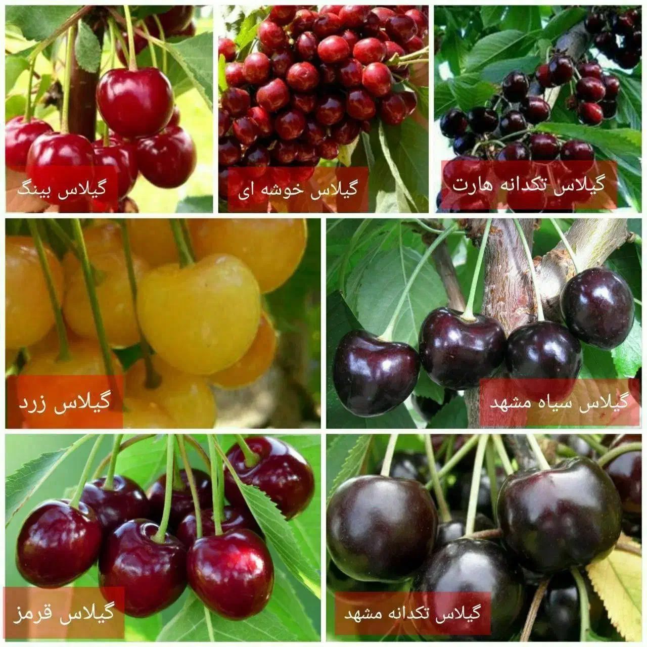 برای ادمین فروش نهال درصدی با من در ارتباط باشید|استخدام بازاریابی و فروش|گرگان, |دیوار