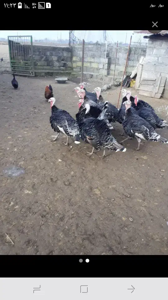 بوقلمون نریک عدد|حیوانات مزرعه|سیاهکل, |دیوار