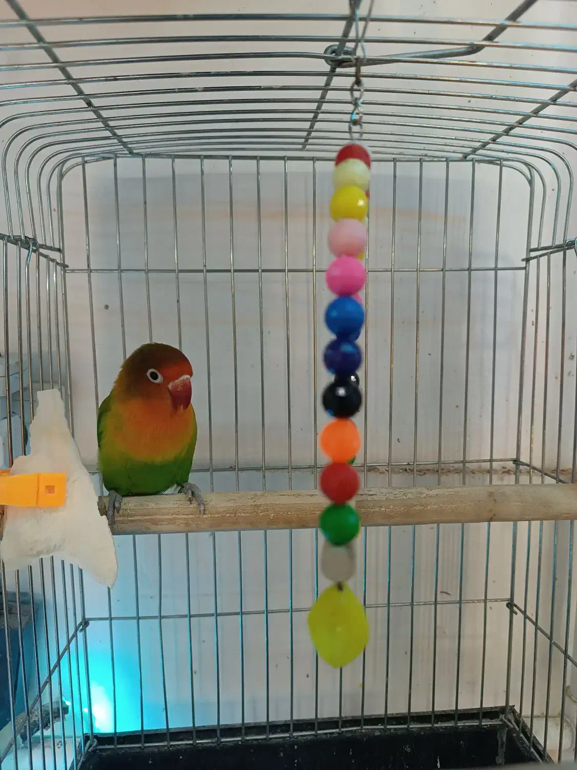 طوطی برزیلی یا لاوبرد|پرنده|کلاردشت, |دیوار