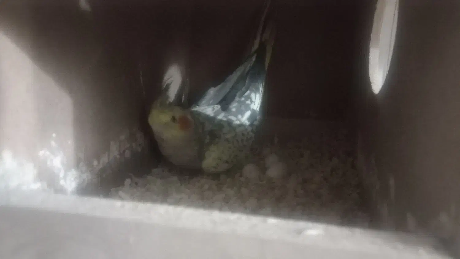 یه جفت عروس|پرنده|گرگان, |دیوار