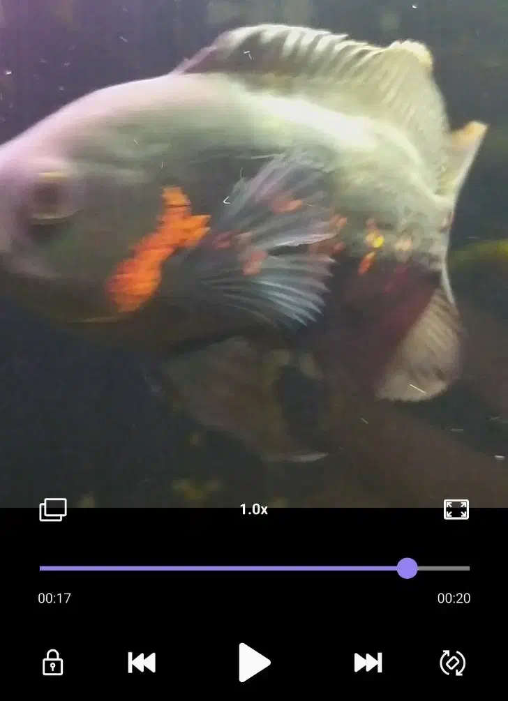 اسکار آلبینو رد تایگر و اسکار بلک تایگر|ماهی|گرگان, |دیوار