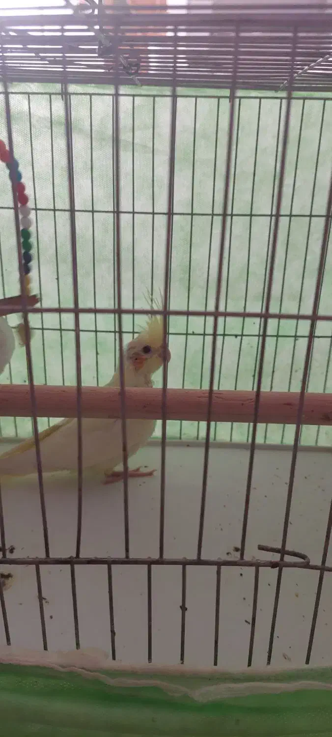 عروس هلندی بالغ|پرنده|پیر بکران, |دیوار