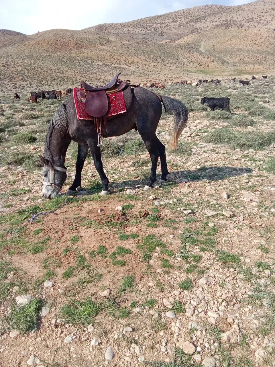 نریان|اسب و تجهیزات اسبسواری|سمیرم, |دیوار