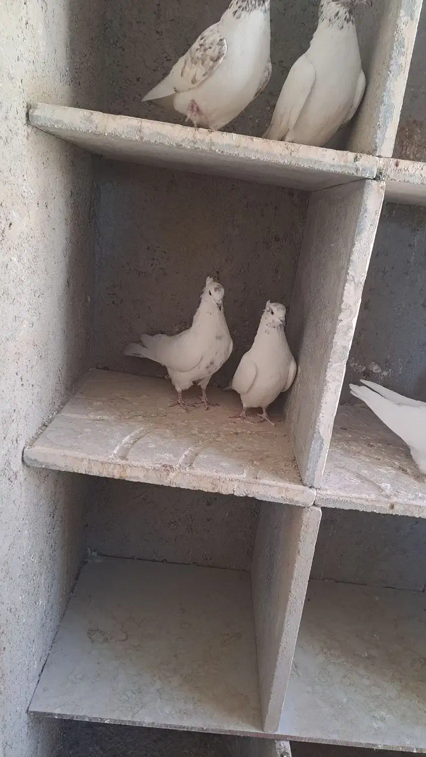 سه جفت پرش سنگین|حیوانات|سردرود, |دیوار