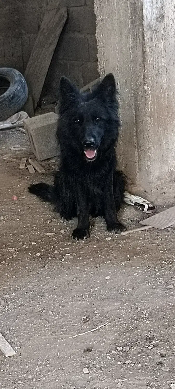 ژرمن بلک|سگ|سیرجان, |دیوار