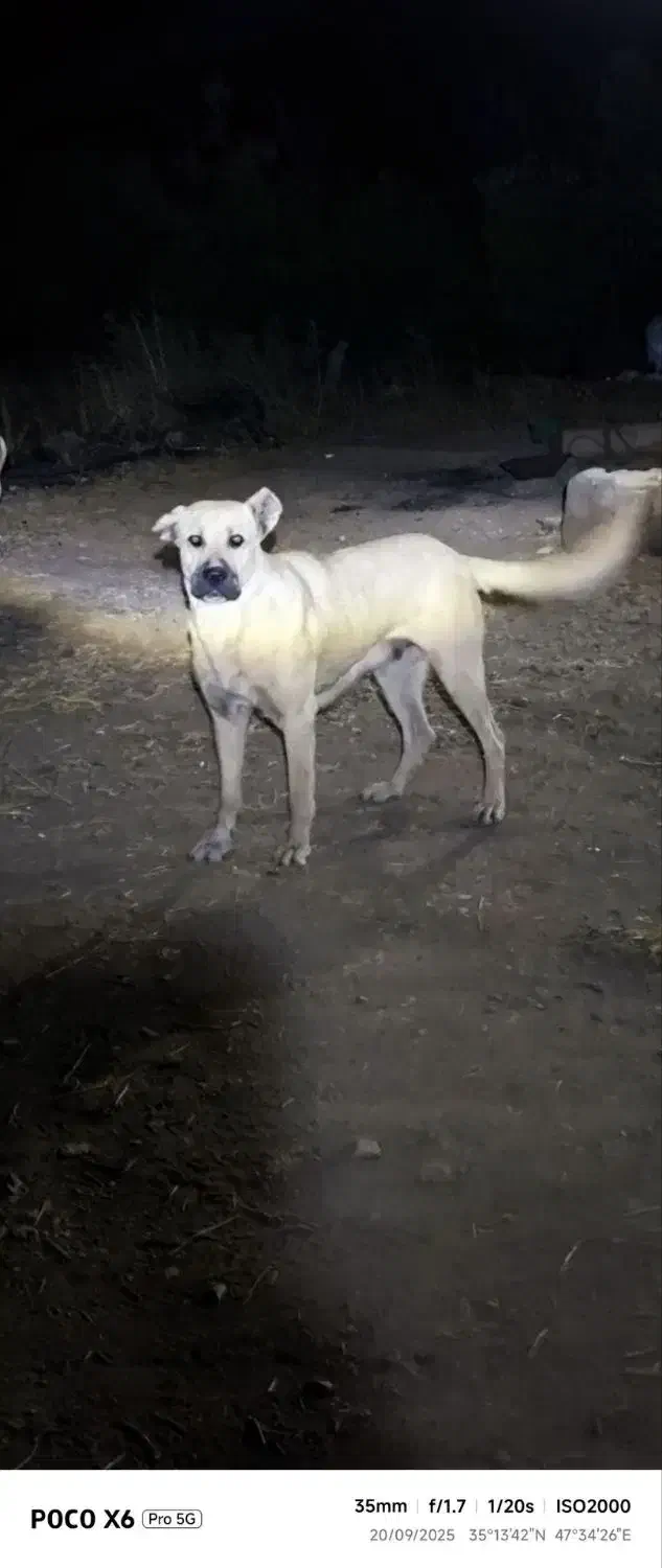 سگ دزدیده شده|حیوانات|قروه, |دیوار