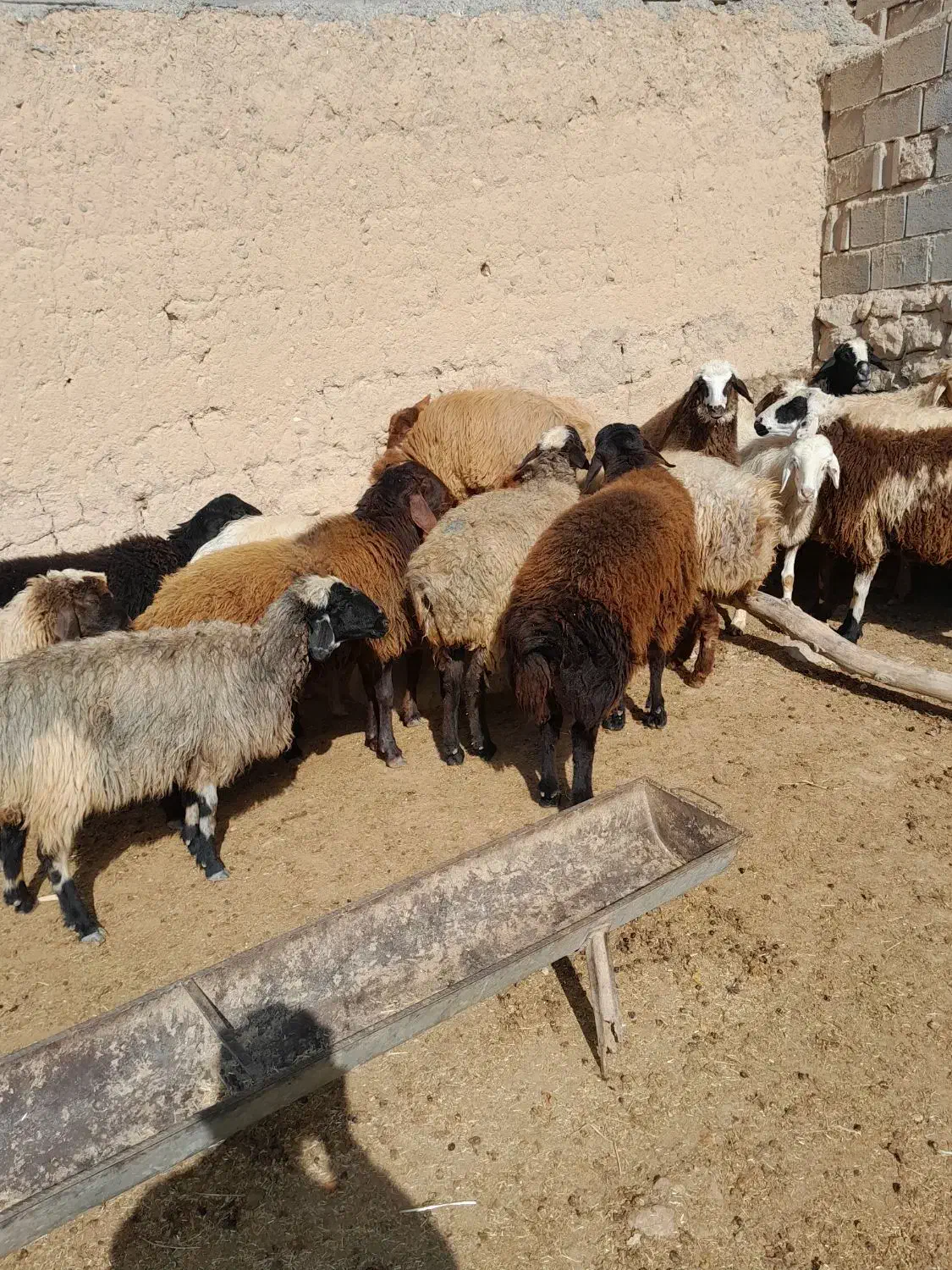 فروشی|حیوانات مزرعه|شیروان (خراسان), |دیوار