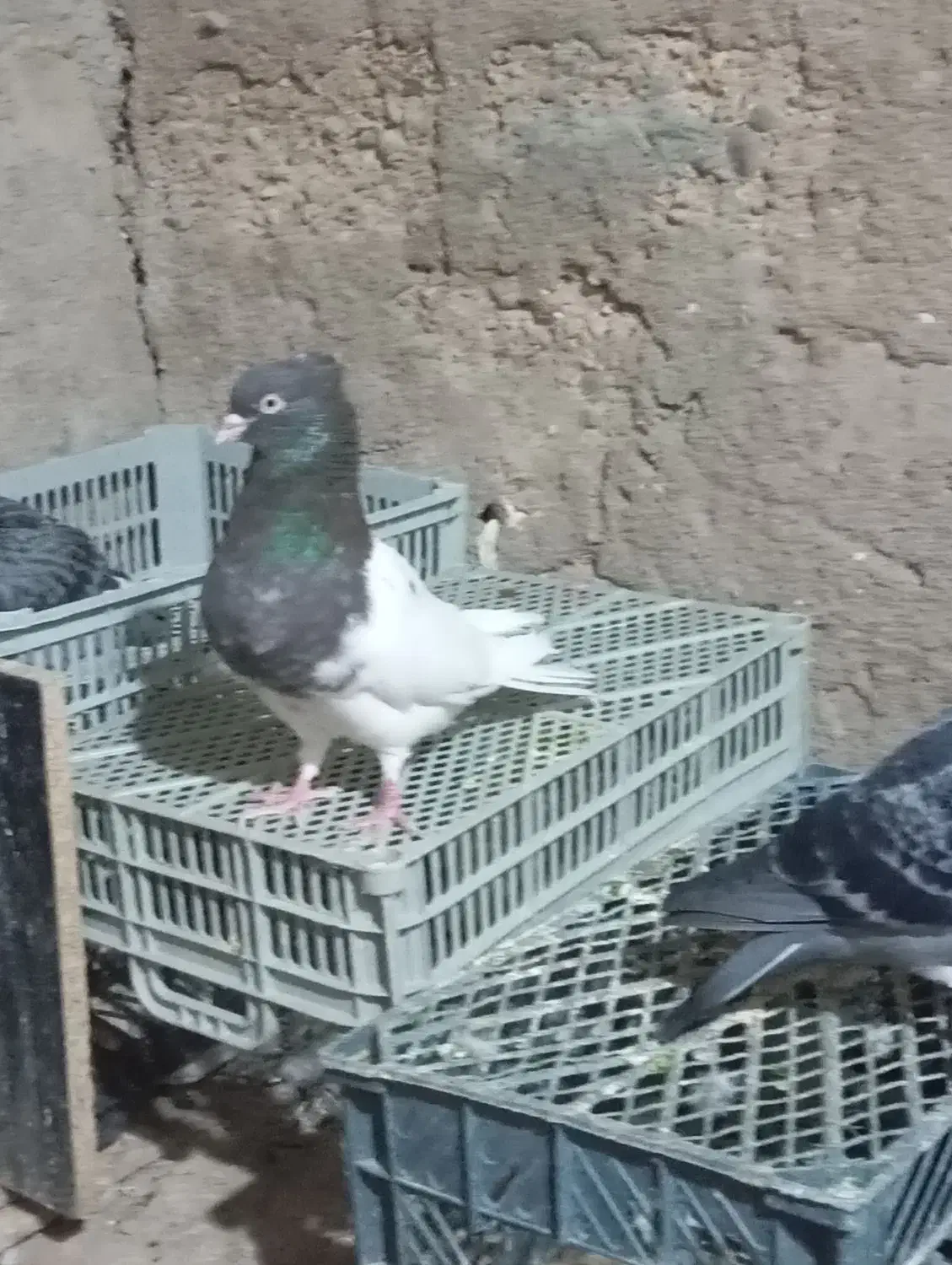 تعدادی پلاکی وکله ای|پرنده|گتوند, |دیوار