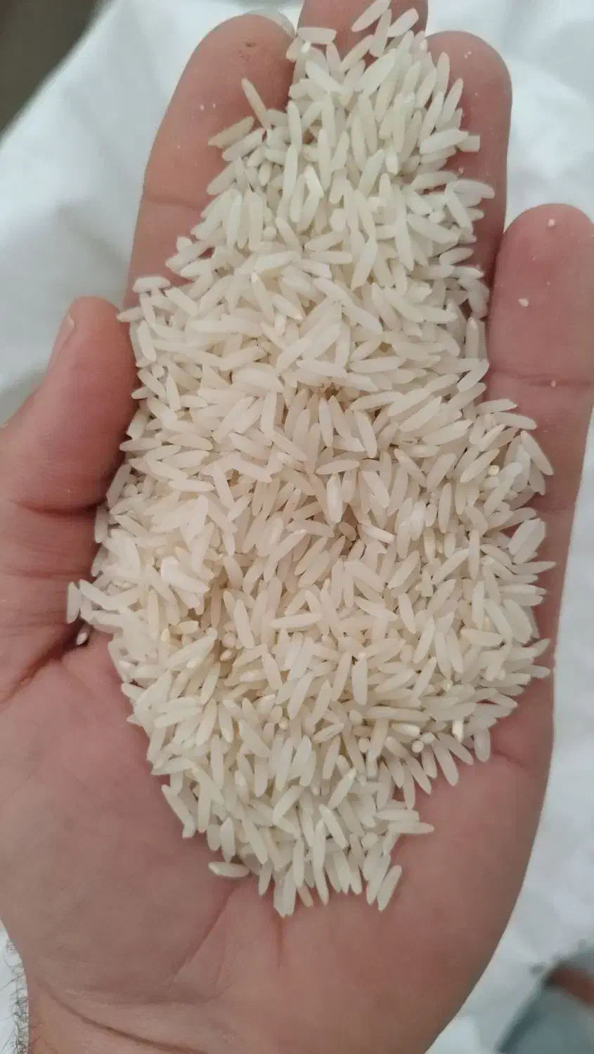 برنج هاشمی|خوردنی و آشامیدنی|اردبیل, |دیوار