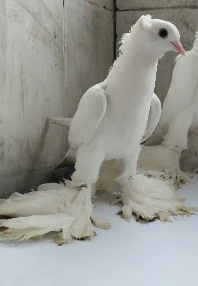 کفتر ککلی|پرنده|اهر, |دیوار