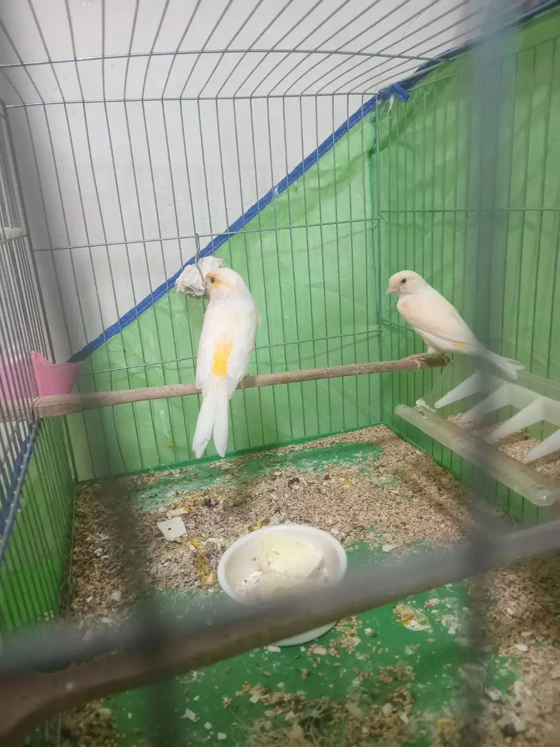 قناری با جوجه|پرنده|همدان, |دیوار