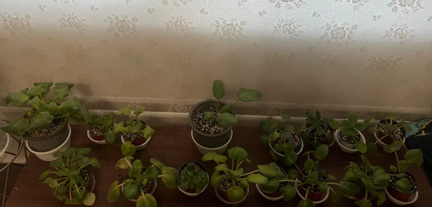 فروش تکی یا عمده گل بنفشه افریقایی|گل و گیاه طبیعی|رشت, باهنر|دیوار