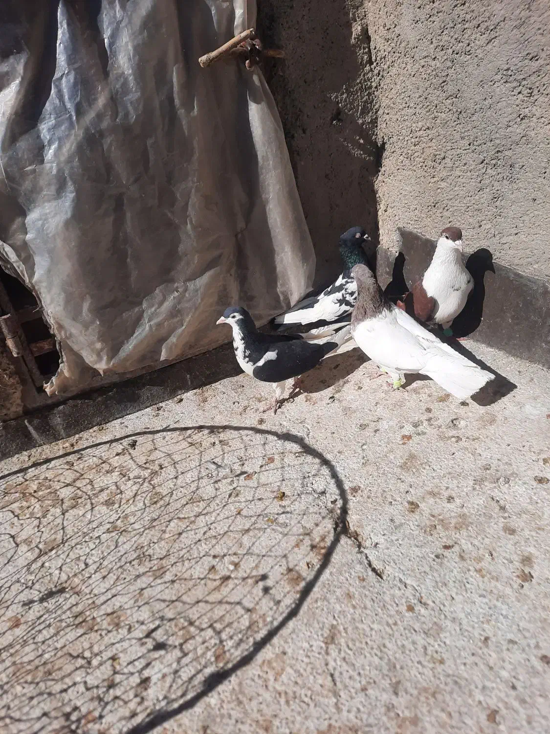 کفتر پرشی|پرنده|سیدآباد, |دیوار