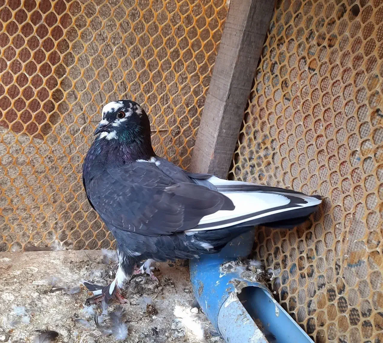 کبوتر گمشده|پرنده|نمین, |دیوار