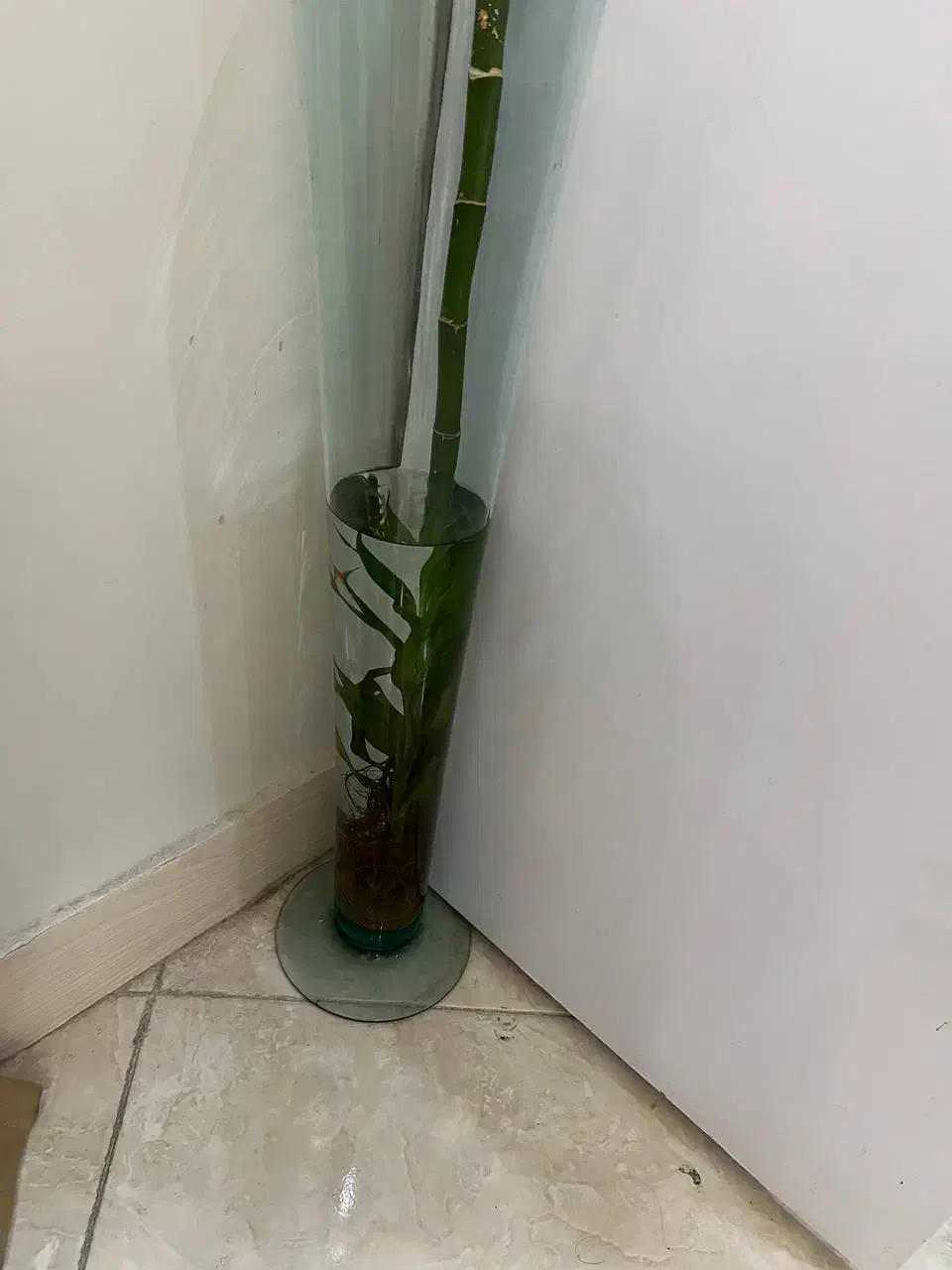 گل بامبو  درخت مو گل رز محمدی و ناز ژاپنی|گل و گیاه طبیعی|تهران, دکتر هوشیار|دیوار