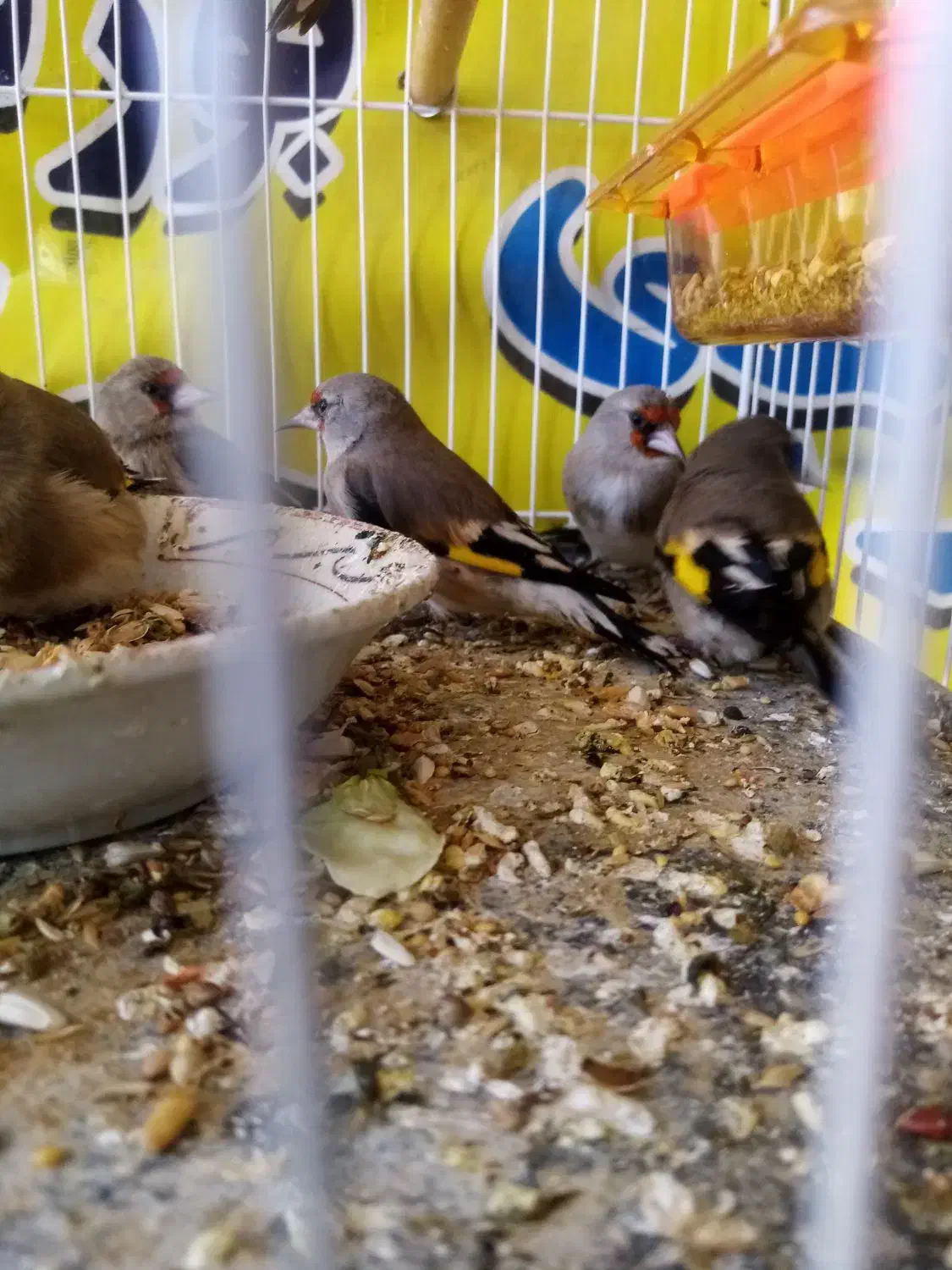 سهره معاوضه یافروشی|پرنده|مشهد, نظام دوست|دیوار