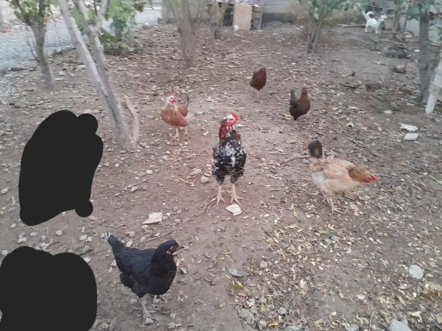 ۵عدد مرغ تخم گذار و خروس ۱ونیم سال|حیوانات مزرعه|سیمین شهر, |دیوار