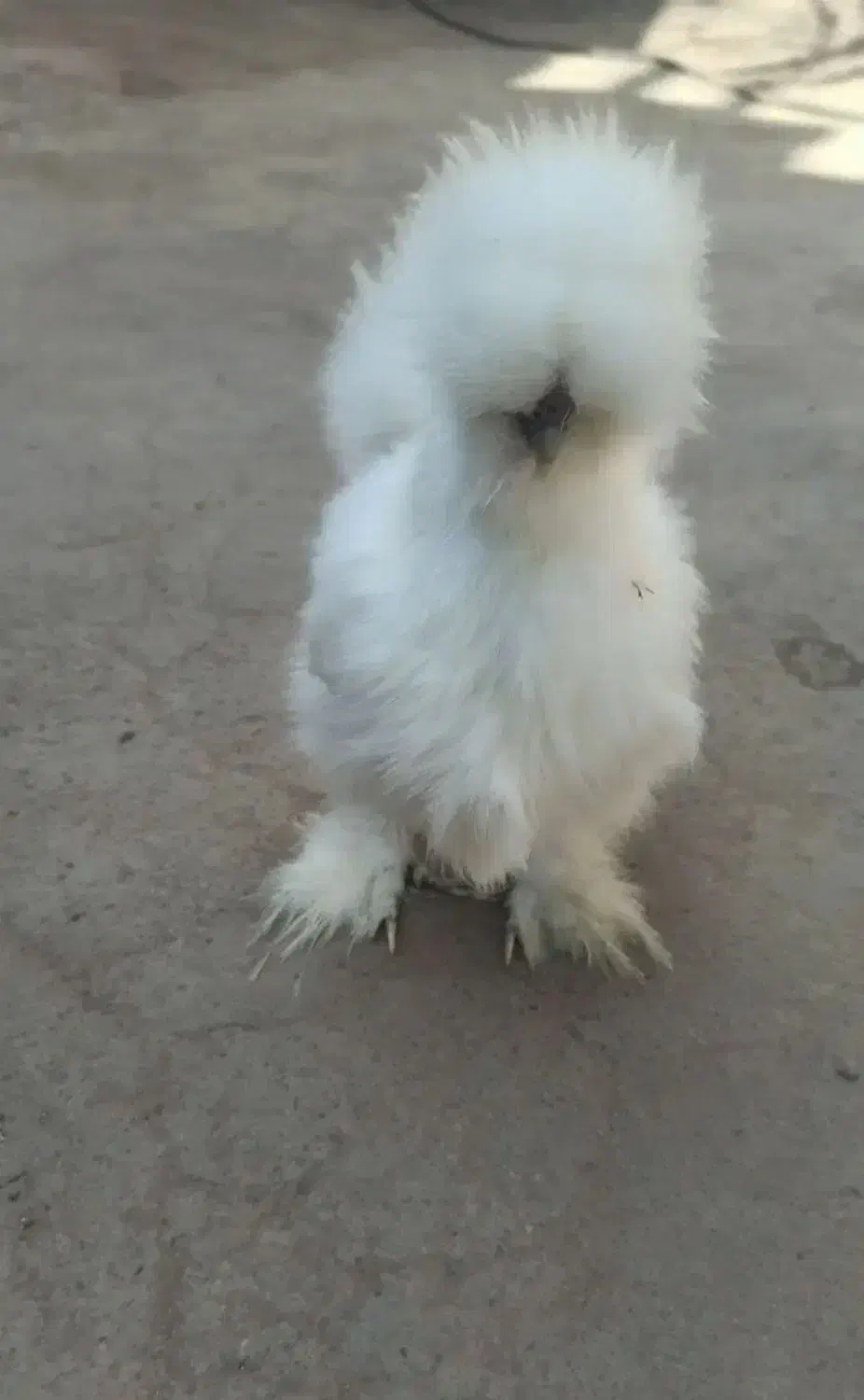 مرغ ابریشمی|حیوانات مزرعه|مرند, |دیوار