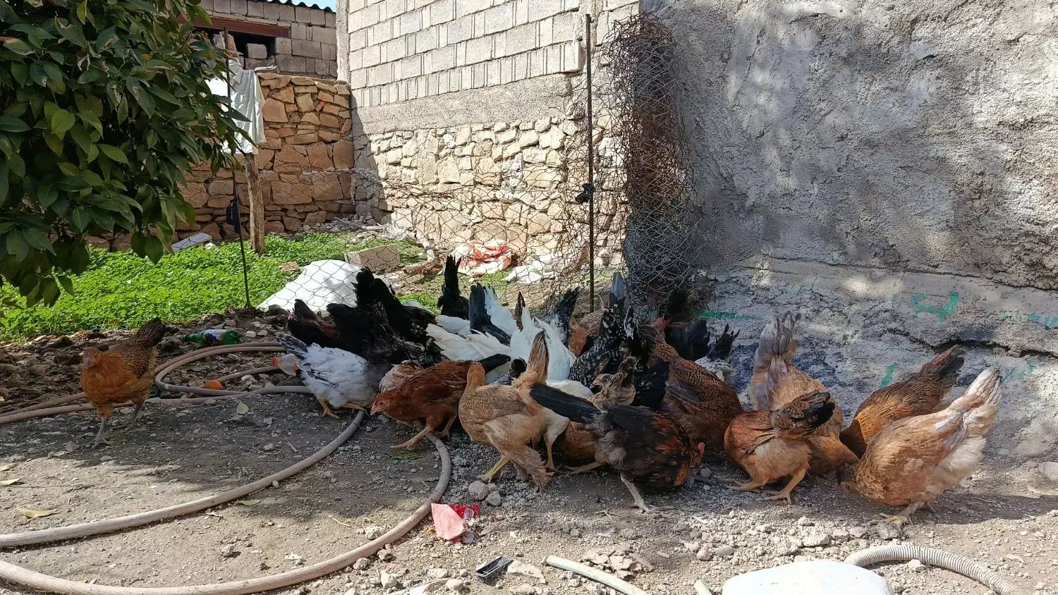 فروش جوجه محلی|حیوانات مزرعه|دهدشت, |دیوار